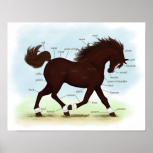 Brown Horse  Blaze & Socks Equine Anatomy Poster