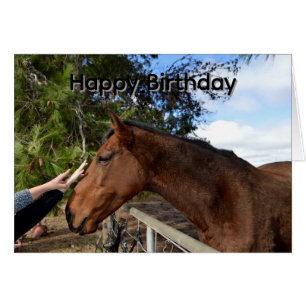 Brown Horse Called Bennie Loving A Pat,