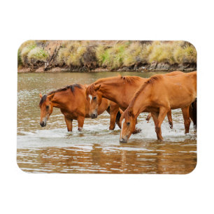 Brown Horse  family at the river Magnet