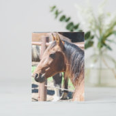 brown horse head postcard (Standing Front)