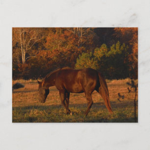 Brown horse in a Autumn feild Postcard