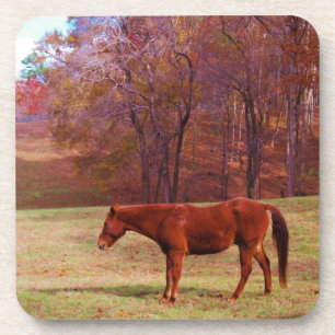 Brown horse in a grass field coaster