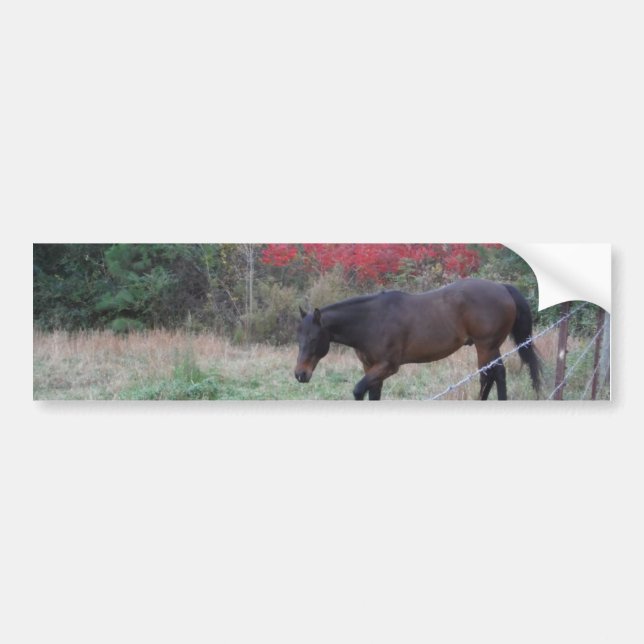 Brown horse in the red autumn trees bumper sticker (Front)