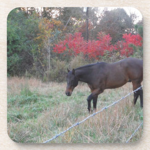 Brown horse in the red autumn trees coaster
