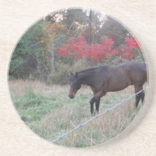 Brown horse in the red autumn trees coaster