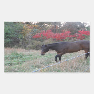 Brown horse in the red autumn trees rectangular sticker