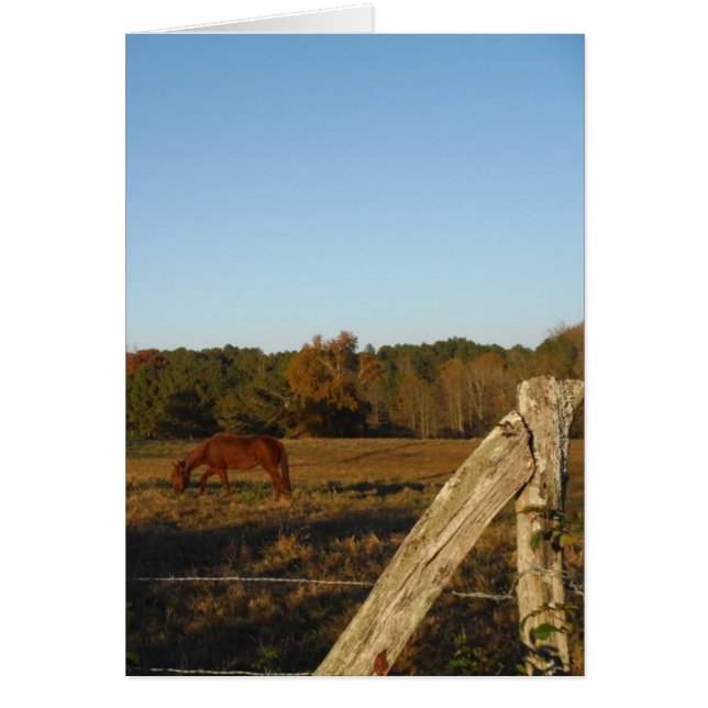 Brown horse in  the Sun (Front)
