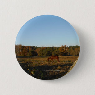 Brown horse in  the Sun 6 Cm Round Badge