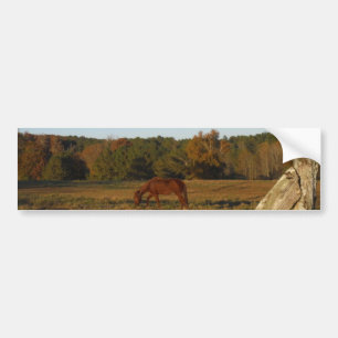 Brown horse in  the Sun Bumper Sticker