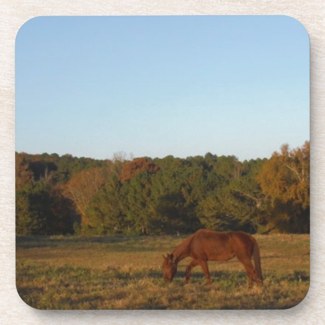 Brown horse in  the Sun Coaster (Front)