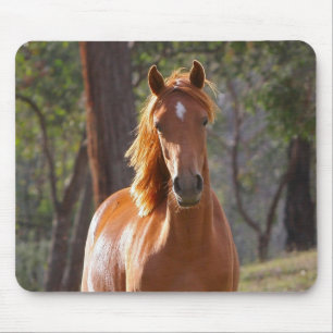 Brown Horse in the Sunlight Mouse Pad