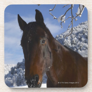 Brown horse in winter coaster