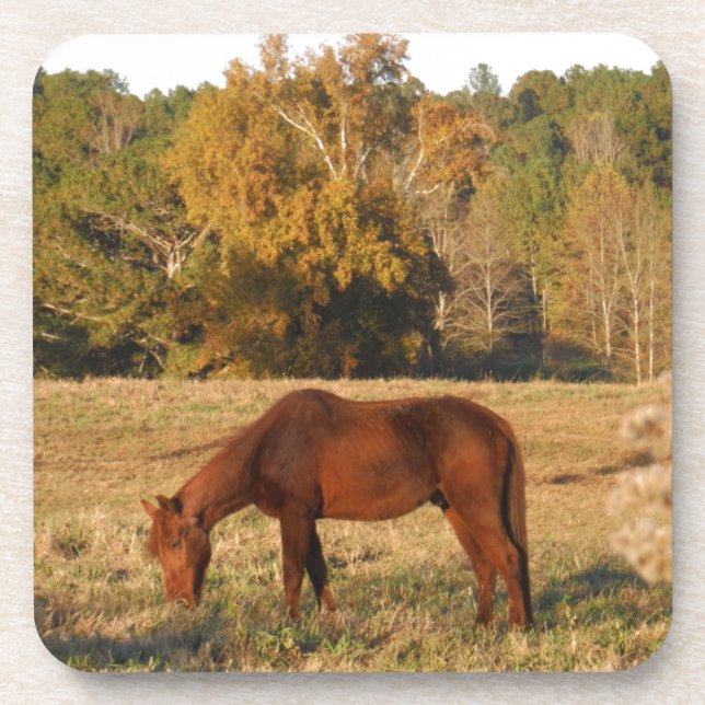 Brown horse in  yellow tree field coaster (Front)