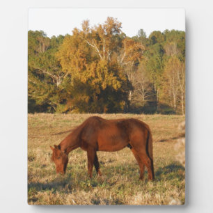 Brown horse in  yellow tree field plaque