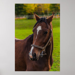 Brown Horse Portrait Poster