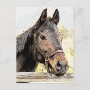 Brown Horse Postcard