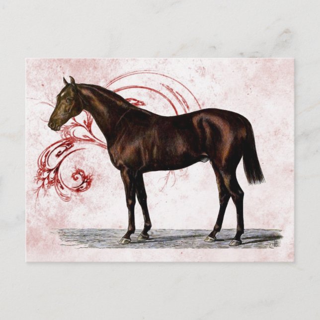 Brown Horse Postcard (Front)