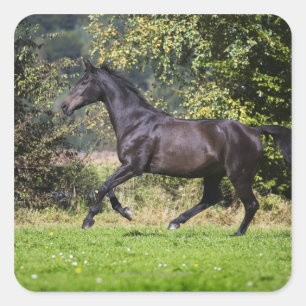 brown horse running on meadow square sticker