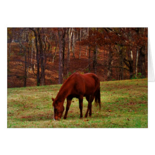 Brown Horse w/ White Nose at Woods Edge