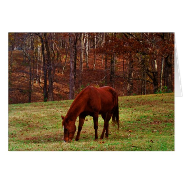 Brown Horse w/ White Nose at Woods Edge (Front Horizontal)