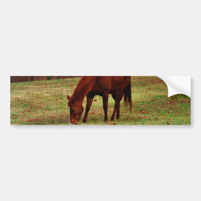 Brown Horse w/ White Nose at Woods Edge Bumper Sticker (Front)