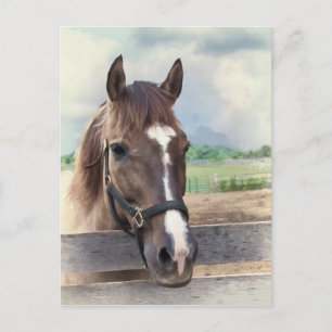 Brown Horse with Bridle Postcard