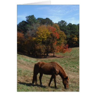 Brown horse with fall trees