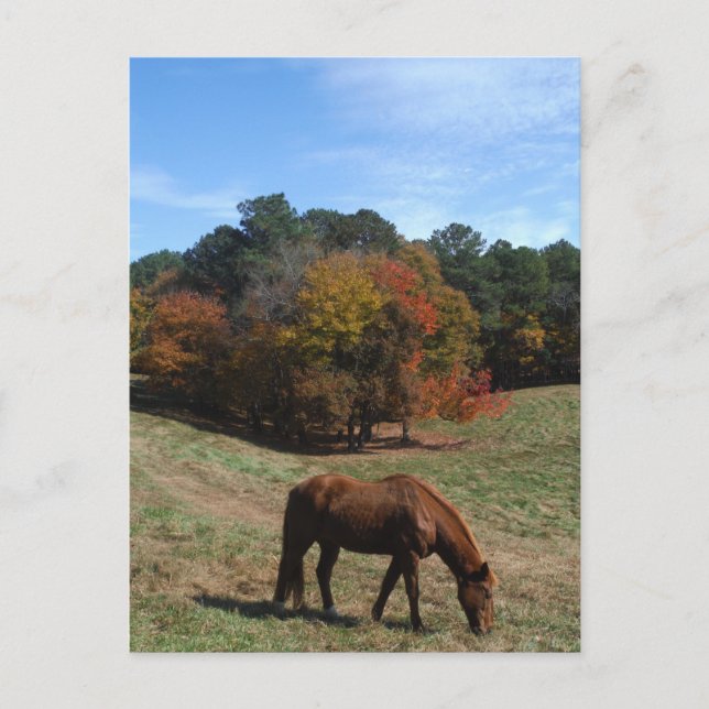 Brown horse with fall trees postcard (Front)