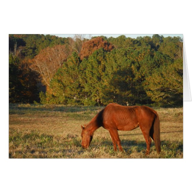 Brown Horse with Pine Trees (Front Horizontal)
