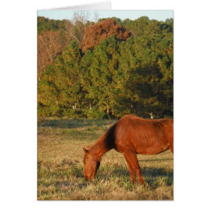 Brown Horse with Pine Trees