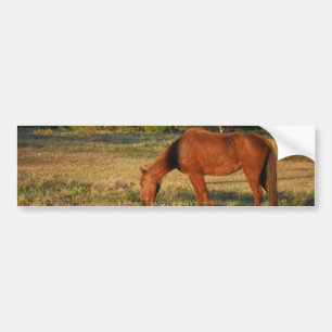 Brown Horse with Pine Trees Bumper Sticker