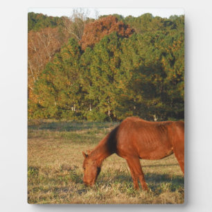 Brown Horse with Pine Trees Plaque