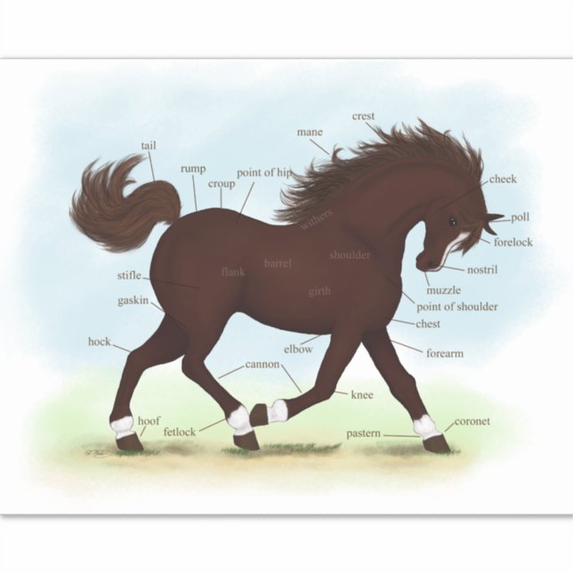 Brown Horse With Socks & Blaze Anatomy Chart (Front)