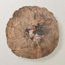 Brown House Sparrow Birds Nature Photography