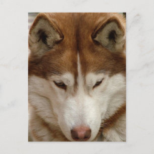 Brown Husky Postcard