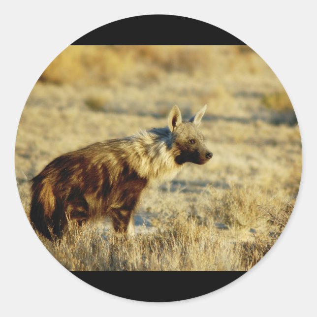 Brown hyena wildlife stickers (Front)
