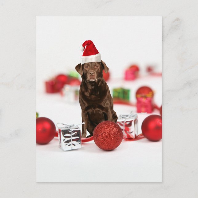 Brown Labrador Dog Christmas w Gifts Santa Hat Holiday Postcard (Front)