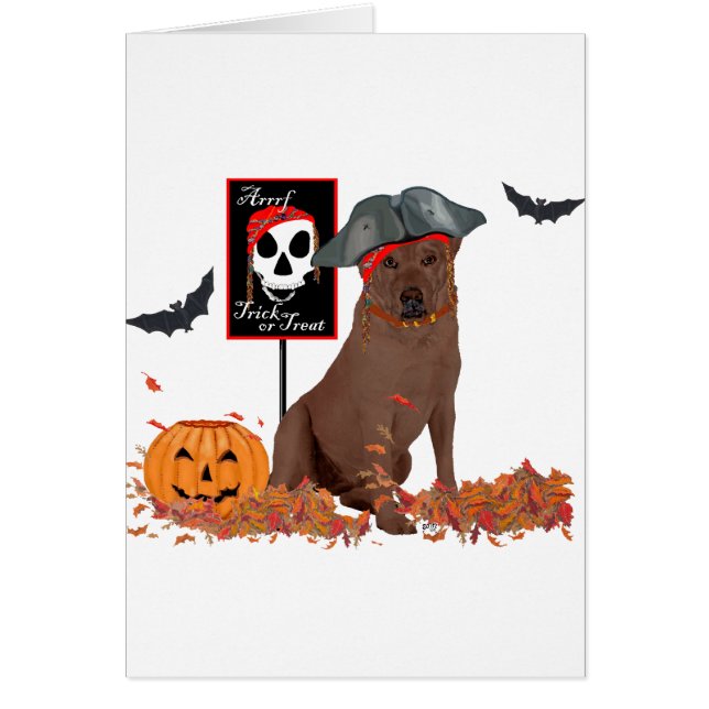 Brown Labrador Retriever Pirate (Front)