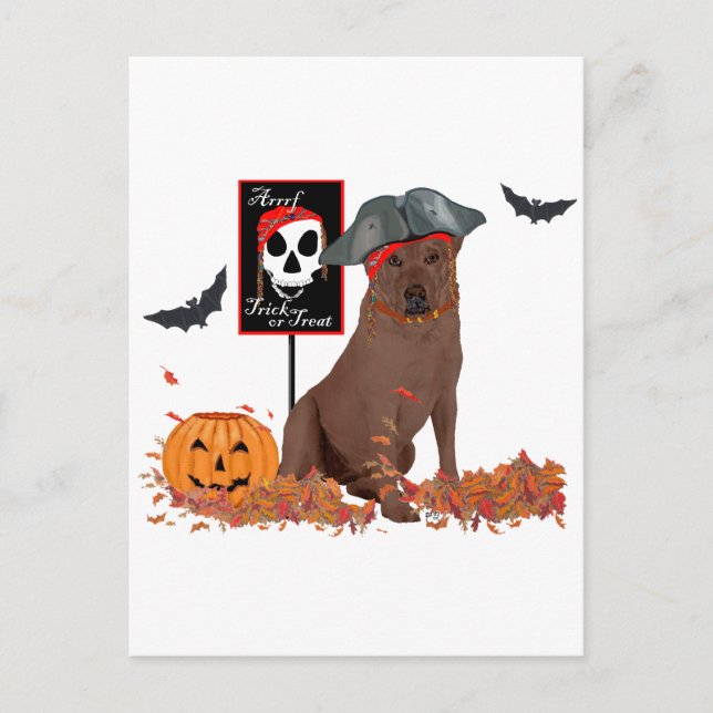 Brown Labrador Retriever Pirate Postcard (Front)