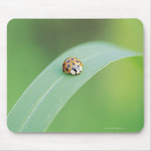Brown ladybug mouse pad
