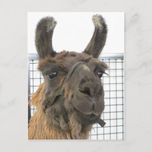 Brown Lama 1 Postcard