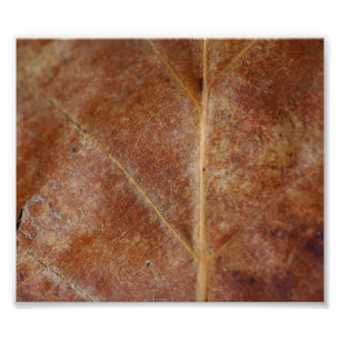 Brown Leaf Leaves Tree Photo Print