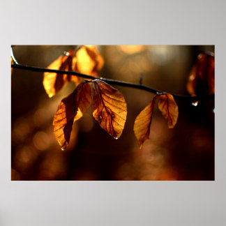 Brown leaves lighted by the morning sun poster