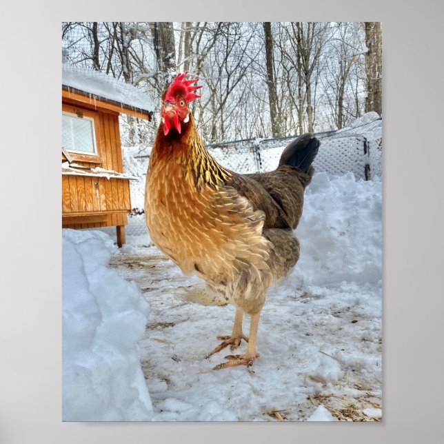 Brown Leghorn Chicken Poster (Front)