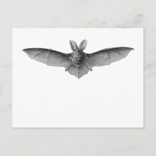 Brown & Lesser Long-eared bats Postcard
