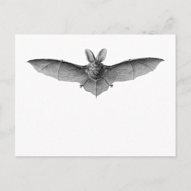 Brown & Lesser Long-eared bats Postcard (Front)