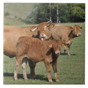 Brown Limousin cow and calf Tile