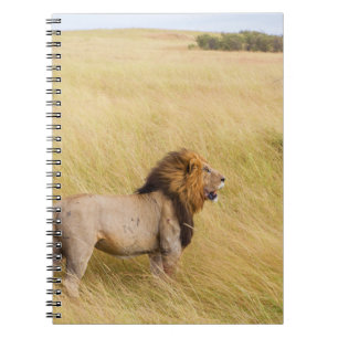 BROWN LION ON GRASS FIELD DURING DAYTIME NOTEBOOK