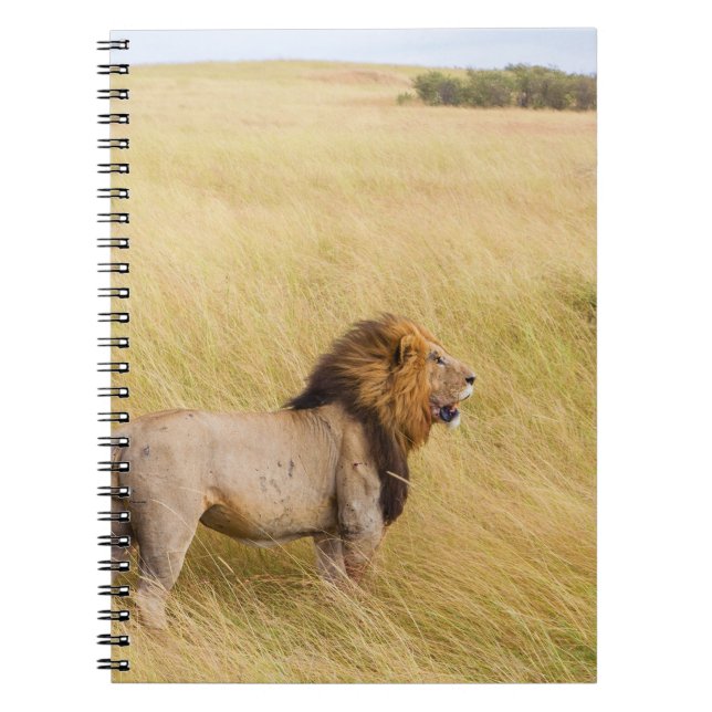 BROWN LION ON GRASS FIELD DURING DAYTIME NOTEBOOK (Front)