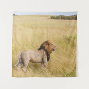 BROWN LION ON GRASS FIELD DURING DAYTIME TAPESTRY